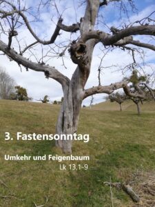 Read more about the article 3. Fastensonntag – Umkehr und Feigenbaum