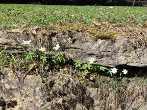 Mehr über den Artikel erfahren Dann sprach Gott: