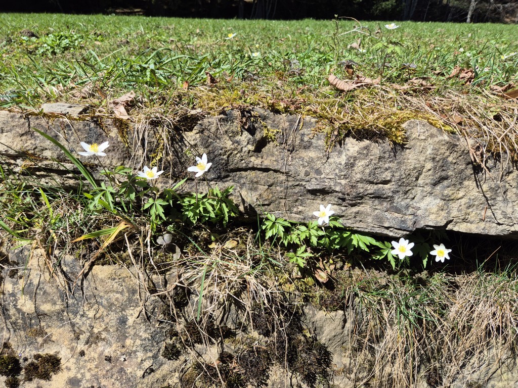 Du betrachtest gerade Dann sprach Gott: